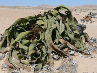 Welwitschia am Standort